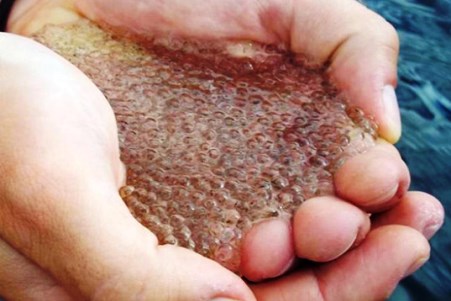 Όξινη βροχή μετατρέπει λίμνες σε ζελέ