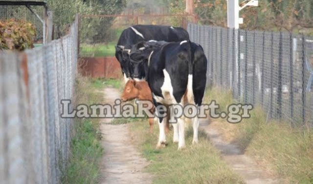 ΒΙΝΤΕΟ-Λαμία: Επιδρομή αγελάδων σε χωράφια με κηπευτικά