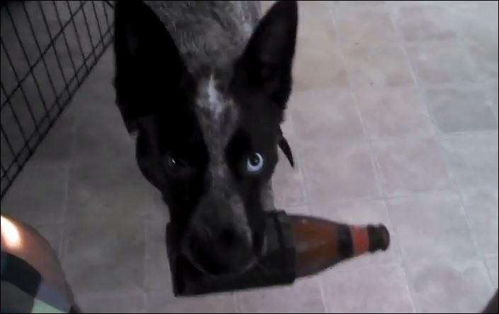 ΒΙΝΤΕΟ-Ο σκύλος που φέρνει μπύρα στο αφεντικό του