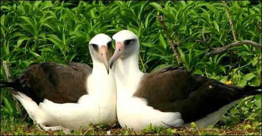 ΦΩΤΟ-Τα πιο ρομαντικά ζώα