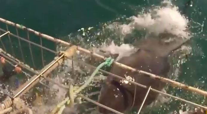 ΒΙΝΤΕΟ-Ο καρχαρίας λύγισε σίδερα