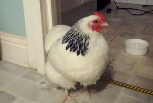 ΒΙΝΤΕΟ-Έχετε δει κοτόπουλο να φτερνίζεται;