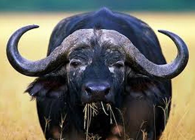 Αεροπλάνο συγκρούστηκε με βουβάλι