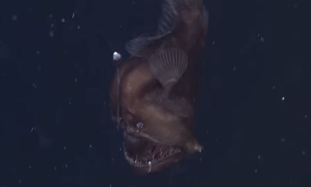 ΒΙΝΤΕΟ-Ο “διάβολος της θάλασσας”