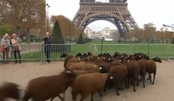 ΒΙΝΤΕΟ-Πρόβατα στον Πύργο του Άιφελ