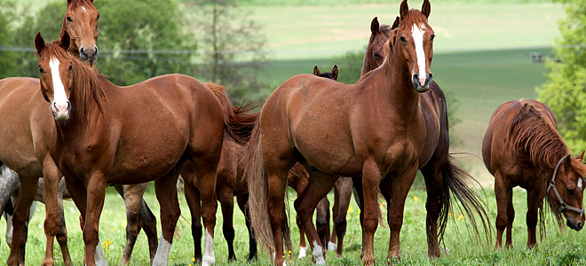 Είχαν κλέψει… εννέα άλογα