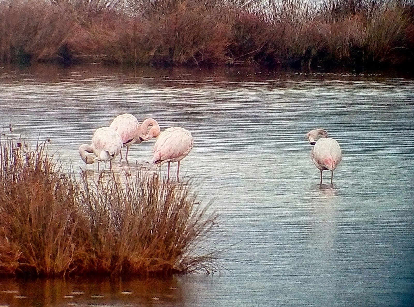 ΦΩΤΟ-Εντυπωσιακά φλαμίνγκο στο δέλτα του ποταμού Καλαμά