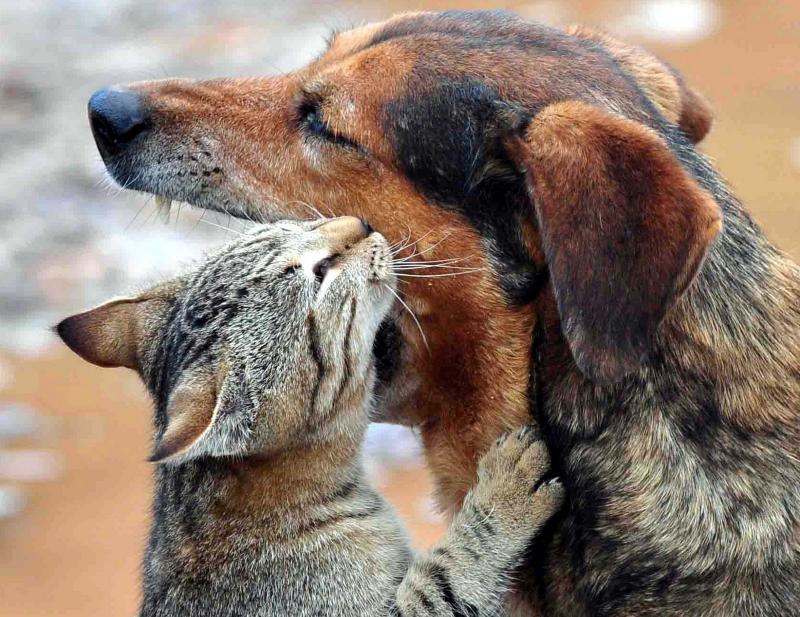 Πρόγραμμα στείρωσης και περίθαλψης αδέσποτων ζώων στα Χανιά