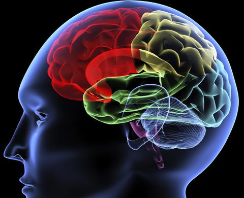 Επιστήμονες αποκατέστησαν εγκεφαλικές βλάβες σε πειραματόζωα