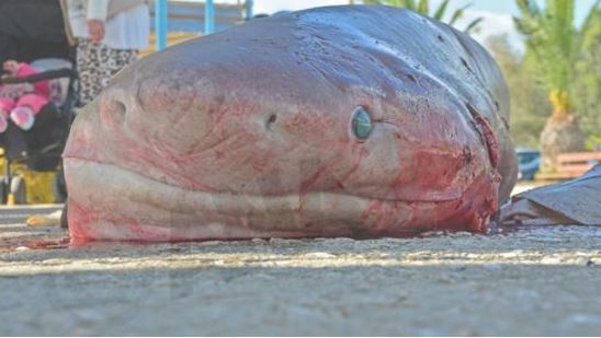 ΦΩΤΟ-Ψάρεψε καρχαροειδές τριών μέτρων