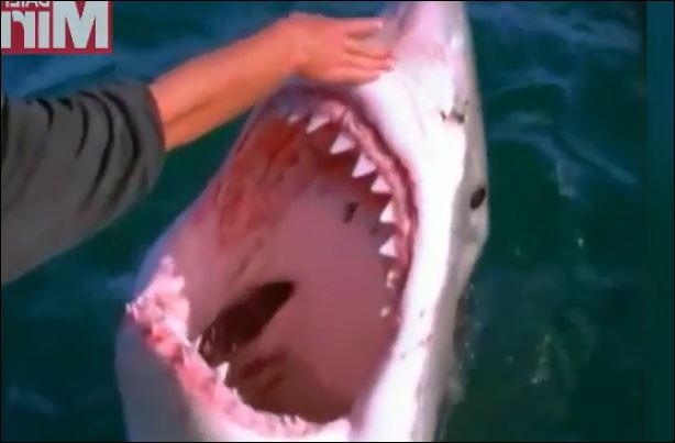 ΒΙΝΤΕΟ-To χάδι του ψαρά στο λευκό καρχαρία