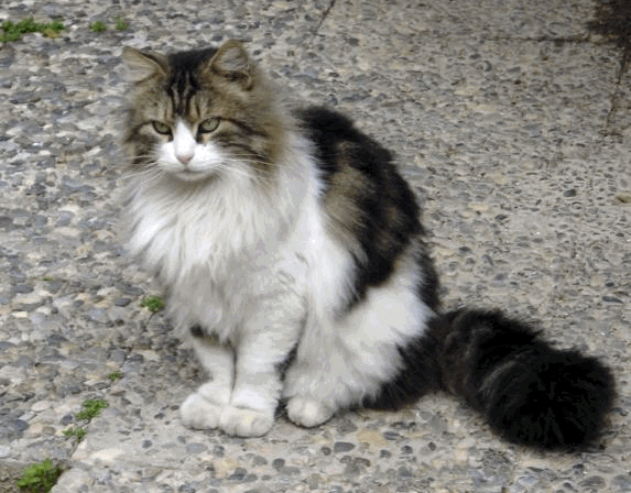 Αστυνομικοί έσωσαν δηλητηριασμένη γάτα