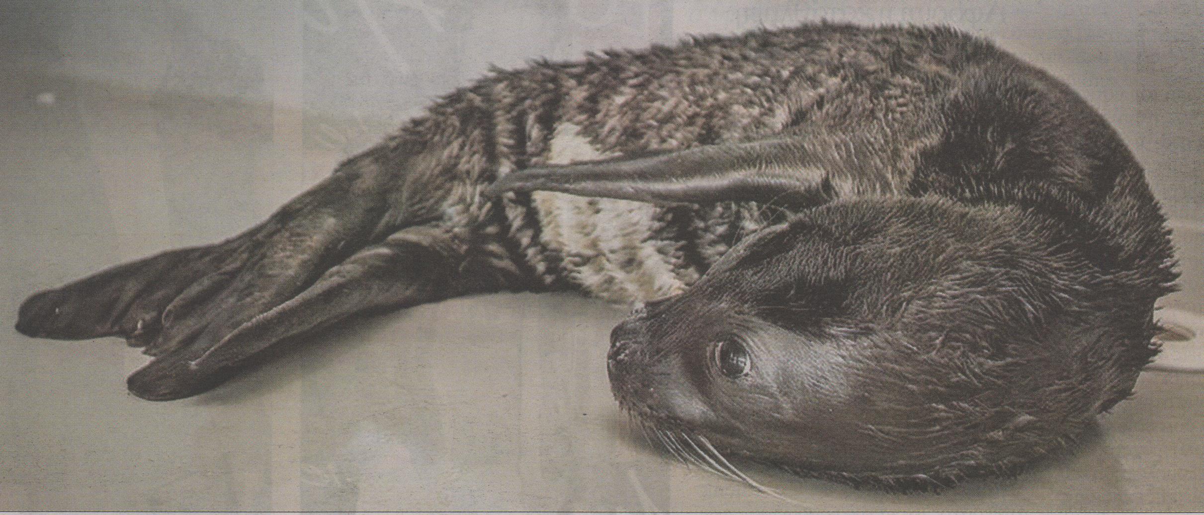 ΦΩΤΟ-Το μωρό της Σκοπέλου