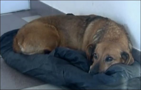 ΒΙΝΤΕΟ-Σκύλος περίμενε επί 2 χρόνια το αφεντικό του στην είσοδο του νοσοκομείου
