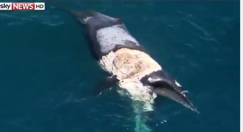 ΒΙΝΤΕΟ-Έκανε σερφ πάνω σε νεκρή φάλαινα