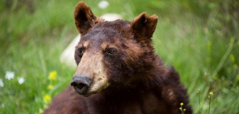 Θλίψη για τον «Γιώργο» την γηραιότερη αρκούδα του Αρκτούρου