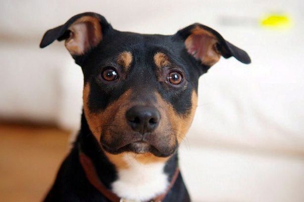 Έδωσε το φιλί της ζωής σε…σκύλο