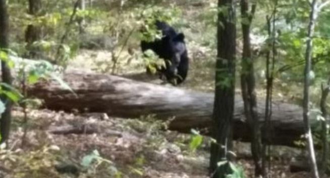 ΦΩΤΟ-Έβγαζε φωτογραφίες την αρκούδα που τον σκότωσε