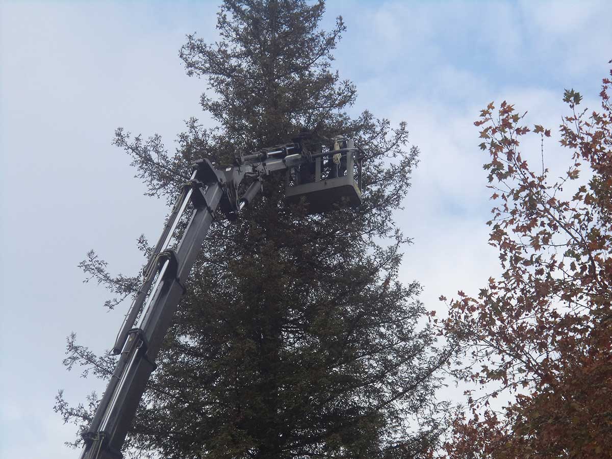 ΦΩΤΟ-Το ψηλότερο φυσικό δέντρο στα Τρίκαλα