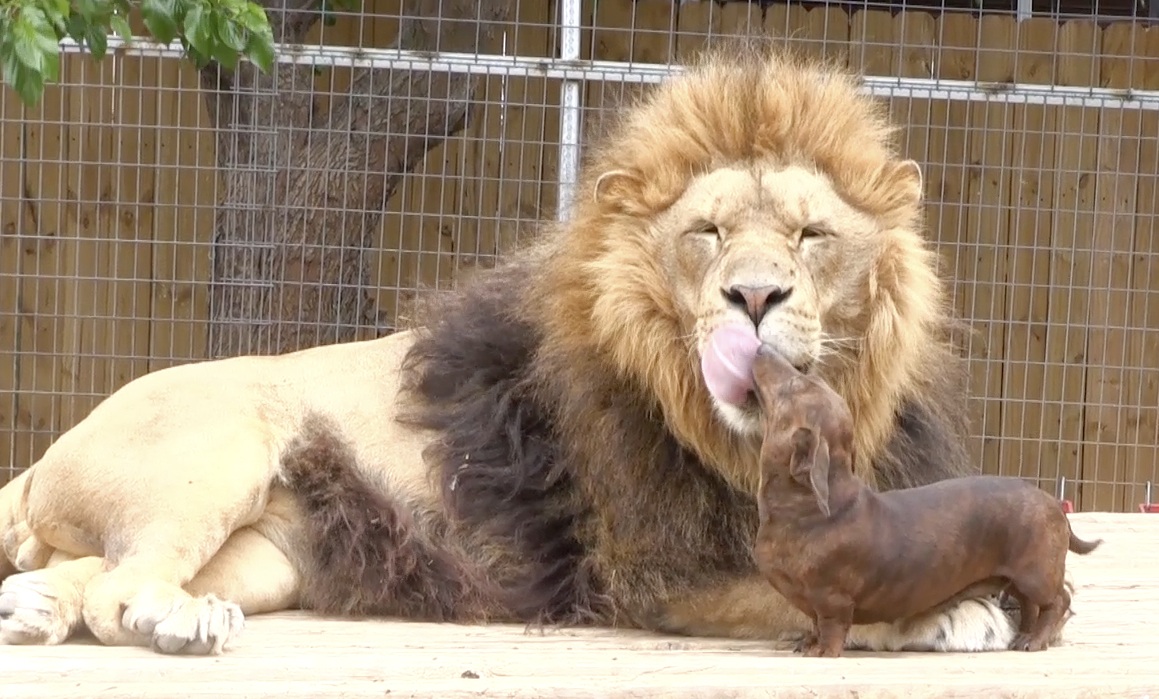 ΒΙΝΤΕΟ-Ο σκύλος που καθαρίζει τα δόντια του… λιονταριού
