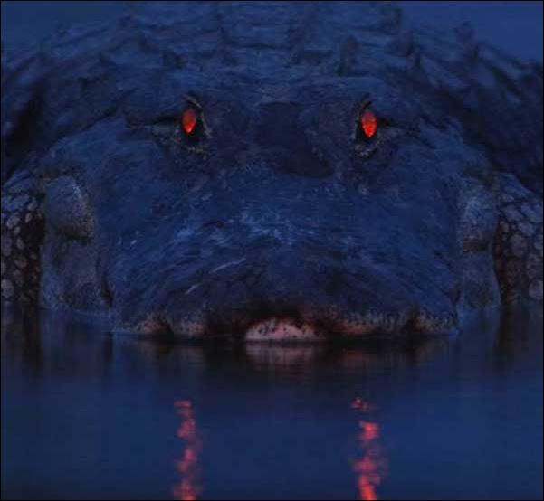 ΦΩΤΟ-Πως φαίνονται οι αλιγάτορες το βράδυ