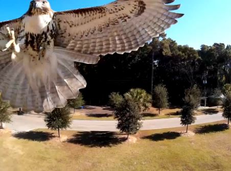 ΒΙΝΤΕΟ-Γεράκι καταδιώκει τηλεκατευθυνόμενο ελικοπτεράκι