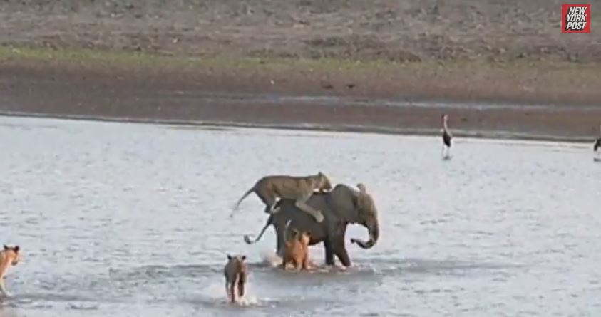 BINTEO-O ελέφαντας που νίκησε 14 λιοντάρια