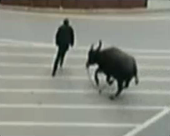 ΒΙΝΤΕΟ-Νεροβούβαλος σκόρπισε τον πανικό στους δρόμους της Κίνας