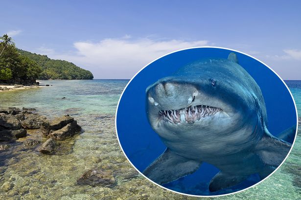 ΒΙΝΤΕΟ-Βρήκαν κεφάλι και πόδι ανθρώπου στην κοιλιά καρχαρία