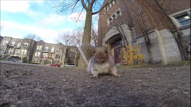 ΒΙΝΤΕΟ-Τι γίνεται όταν ένας σκίουρος πιάσει κάμερα