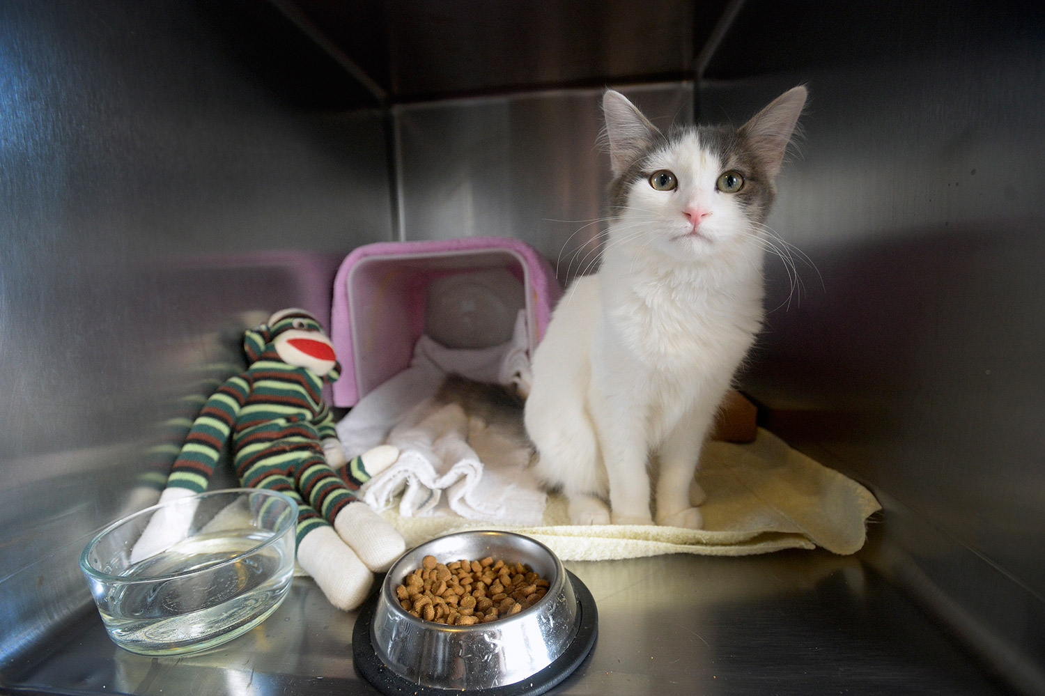 Γάτα χάθηκε και βρέθηκε 3.700 χλμ μακριά