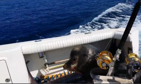 ΒΙΝΤΕΟ-Θαλάσσιο λιοντάρι ανέβηκε σε βάρκα