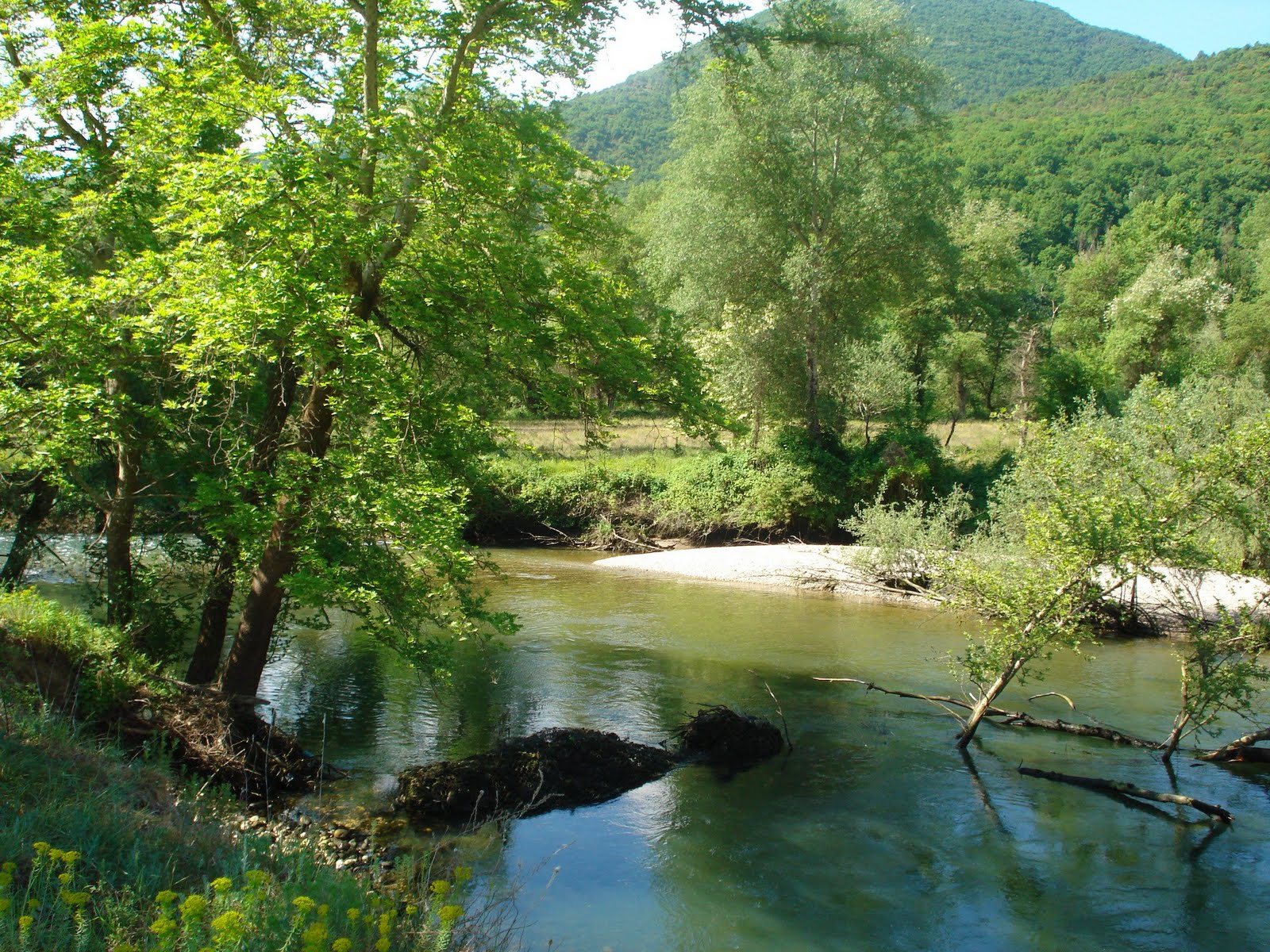 Αιωνόβιες βελανιδιές γίνονται καυσόξυλα