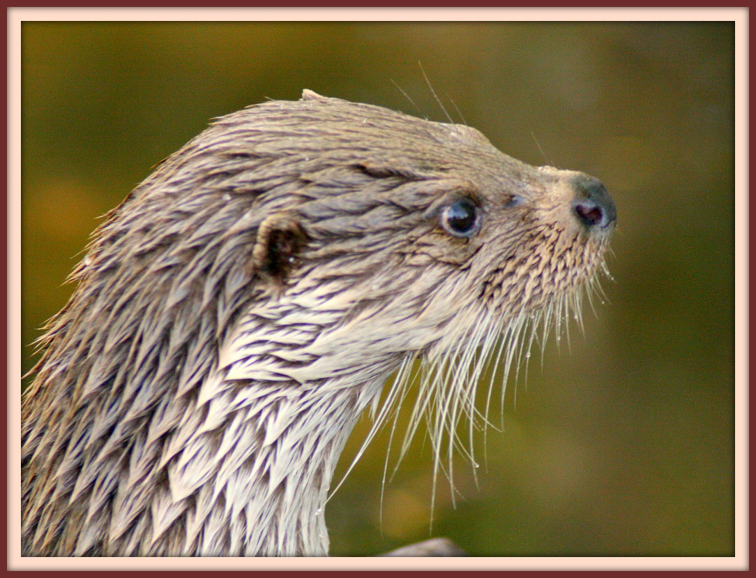 ΦΩΤΟ-Η βίδρα που “εξαφανίζει” τις πάπιες στα Τρίκαλα