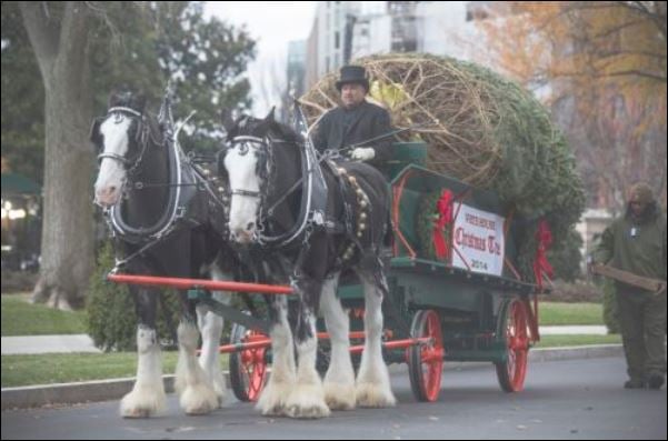 ΦΩΤΟ-Με άλογα έφτασε το χριστουγεννιάτικο δέντρο στον Λευκό Οίκο