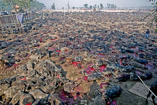 Συγκλονιστικές εικόνες-Μαζικές σφαγές ζώων παρά τις διαμαρτυρίες