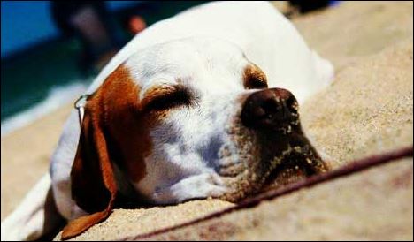Ομαδική δηλητηρίαση σκύλων στα Τρίκαλα