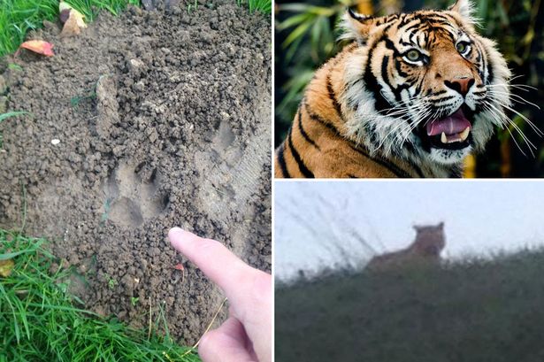 BINTEO-Κοντά στη Eurodisney στο Παρίσι ελεύθερη η τίγρης