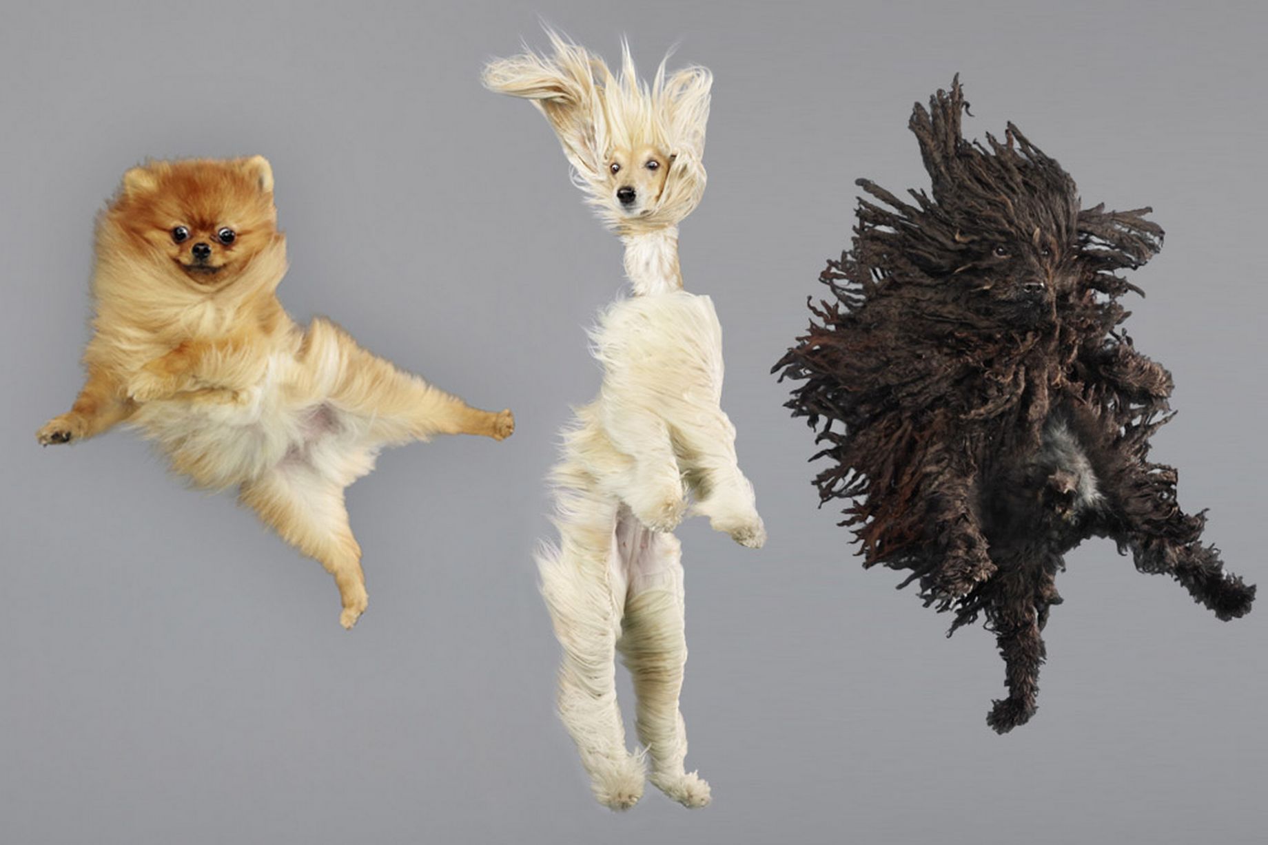 ΦΩΤΟ-Σκυλάκια που… “πετούν”