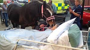 Ξεψύχησε λέγοντας αντίο στο αγαπημένο της άλογο