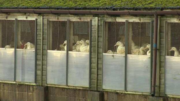 Ducks at the Yorkshire farm where bird flu has been found