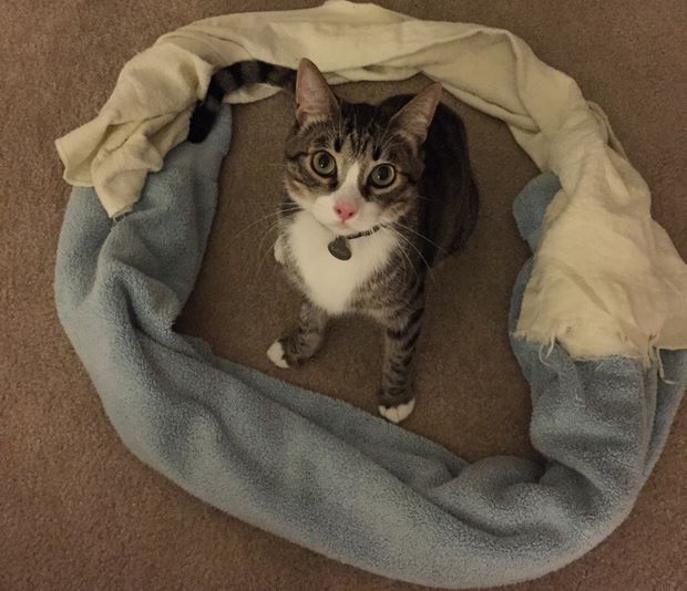 ΒΙΝΤΕΟ-Catcircles: Η νέα μόδα του διαδικτύου