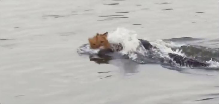 ΒΙΝΤΕΟ-Κροκόδειλος επιτίθεται σε λιοντάρι