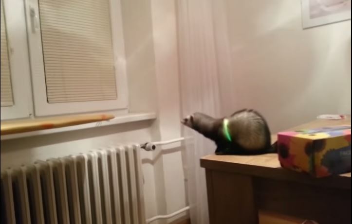 ΒΙΝΤΕΟ-Το άτυχο άλμα ενός κουναβιού