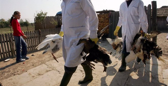 Βρετανία: Εντοπίστηκαν κρούσματα της γρίπης των πτηνών