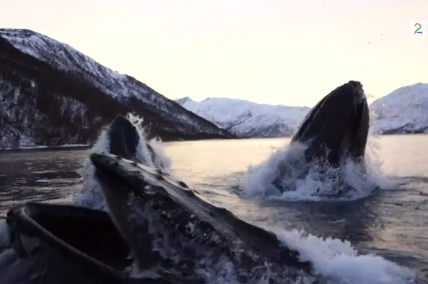 ΒΙΝΤΕΟ-Φάλαινες περικύκλωσαν σκάφος
