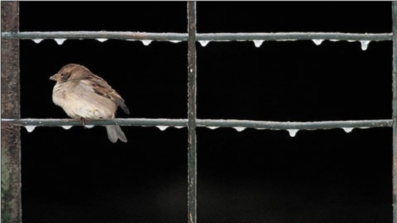 Γιατί εξαφανίζονται τα πουλιά;