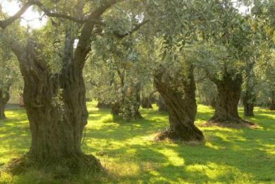 Την παγκόσμια παραγωγή ελαιολάδου σώζει η Ελλάδα
