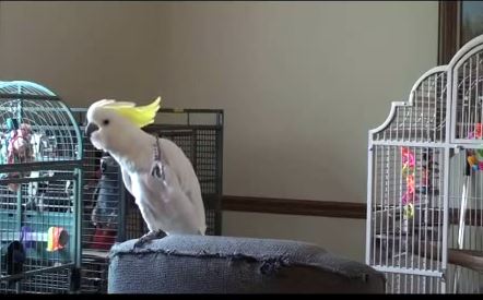 ΒΙΝΤΕΟ-Ο παπαγάλος που χορεύει Μάικλ Τζάκσον