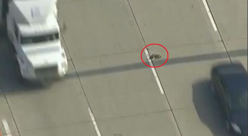 ΒΙΝΤΕΟ-Μπορεί μια οικογένεια παπιών να διασχίσει μια… λεωφόρο;